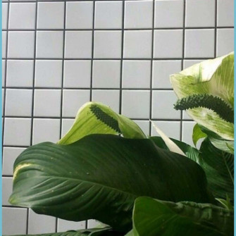 Green Plant Aesthetic Grid Tiles Wallpaper