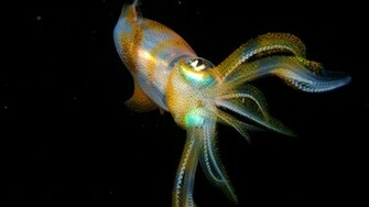 Wallpaper Animals Squid