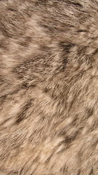 Animal Fur Wallpaper On