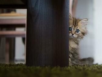 Peek A Boo Wallpaper