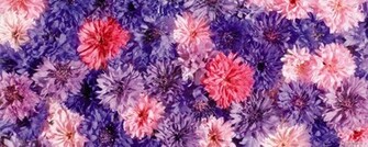 Wallpaper Flower Dual Screen