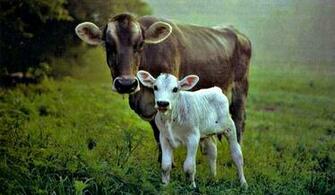HD Cow Wallpaper