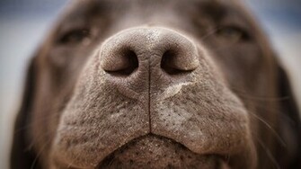 Chocolate Labrador Wallpaper