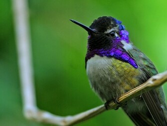 Unique Animals S Hummingbirds Pictures Wallpaper
