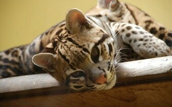 Ocelot Wallpaper