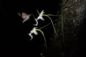 Ghost Orchid Pollination Revealed For First Time In Incredible Photos Wallpaper