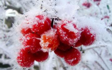 Nature Winter First Snow Red Berries Fruits Cranberry