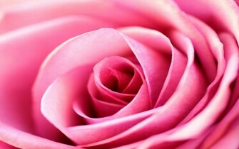 Pink Rose Background Wallpaper