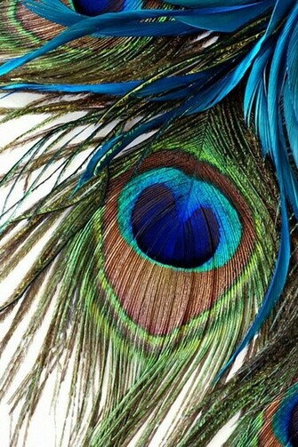 Peacock Feather iPhone Wallpaper Feathers