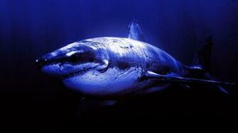 Pics Photos Sharks Great White HD Wallpaper