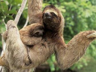Sloth Wallpaper
