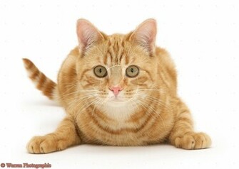 Ginger Cat White Background Jpg