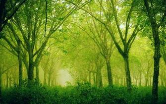 HD Wallpaper Sublime Silence Forest For X Retina Display