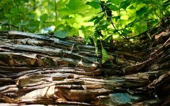 Tree Bark Wallpaper Photography