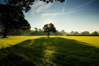 Trees Wallpaper Park Field Lawn Grass Green Sky Clouds HD