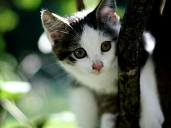 Beautiful Cat John Cena Wwe Superstar Wallpaper