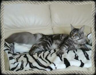 Search Results For Kitten Picture Wallpaper Expo Bangor Maine