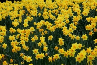 Daffodil Easter Bell Flowers Nature Pictures By