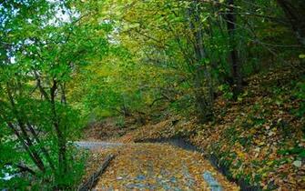 Autumn Photography Wallpaper Yellow Feeling Landscape