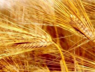 Close Up Of Grain Suitable For Background Or Illustraiton