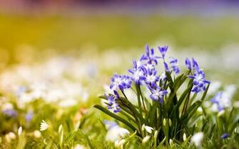 Spring Pic Wallpaper High Definition Quality Widescreen