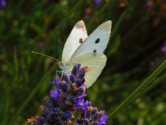 Sulfur Butterfly On Purple Flower Image
