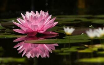 Water Lily Wallpaper Flowers Gallery Pc