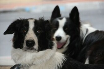 Border Collies HD Wallpaper Animals