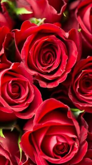 Wallpaper Rose Flower Red 4k Nature