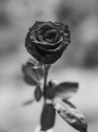 Rose iPhone Wallpaper