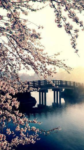 Spring Season HD Wallpaper For Mobile Cute