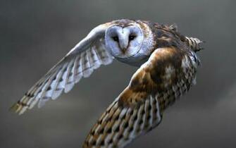 Wallpaper Owl Barn Flying Bird Predator Ultra HD 4k