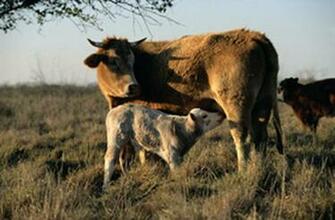 Beautiful Wallpaper For Desktop Cow HD