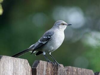 Mockingbird Computer Wallpaper Desktop Background