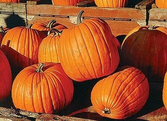 Pumpkins Wallpaper For Thanksgiving Pumpkin Bounties