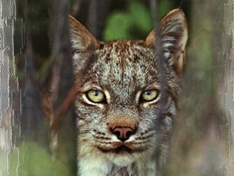 Lynx Wallpaper HD Pictures Image Background