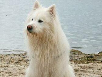 Dog On The Beach Photo And Wallpaper Beautiful Elo