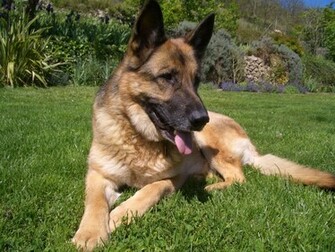 Shepherd Dog Photo And Wallpaper Beautiful Cute German