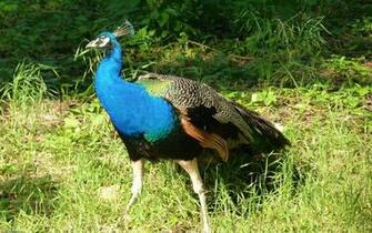 Peacock Wallpaper Animal