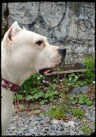 Dogo Argentino By Cosmicsymbols