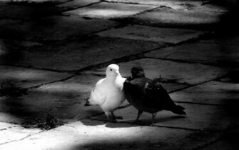 Black And White Beautiful Wallpaper