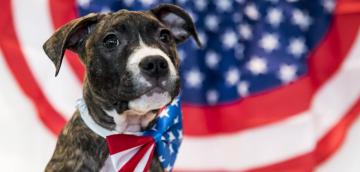 Four Ways Fourth Of July Fireworks Can Harm Our Pets Aspca