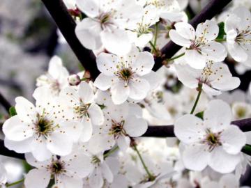 White And Pink Rose Wallpaper Camomile