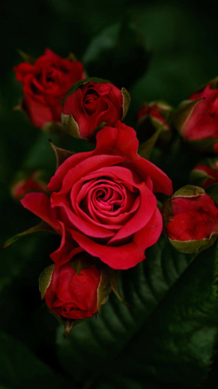 HD Rose Wallpaper