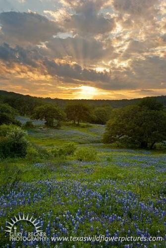 Wildflowers And Bluebonnets Landscape Pictures Image Wallpaper