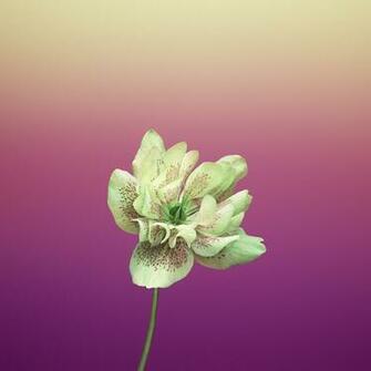 Ios Stock Wallpaper Here All HD Background