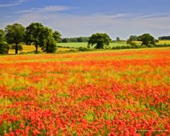 Poppies Pictures To Like Or Share On
