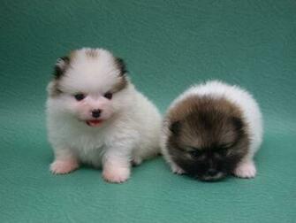 Pomeranian Puppy16 Puppies Wallpaper Desktop