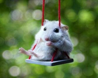 Cute Hamsters Wallpaper White Hamster Computer