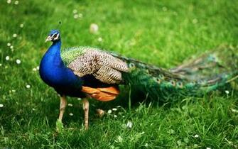 Peacock HD Wallpaper Pictures Image Background Photos